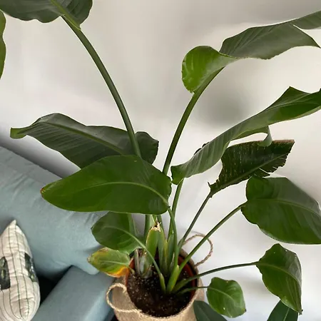 Cozy Nest * 布加勒斯特