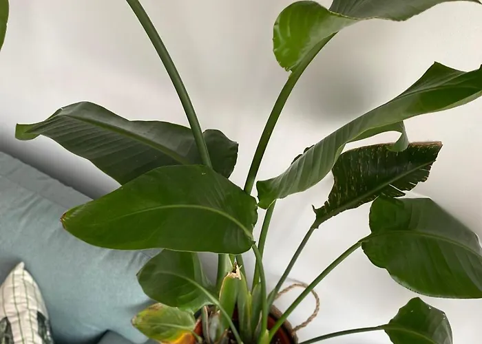 Cozy Nest * Bucureşti